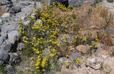 Achillea arabica. Цветущие растения в сообществе с Poaceae. Армения, обл. Арагацотн, с. Ахцк, ≈ 1000 м н.у.м., среди развалин. 20.06.2022.