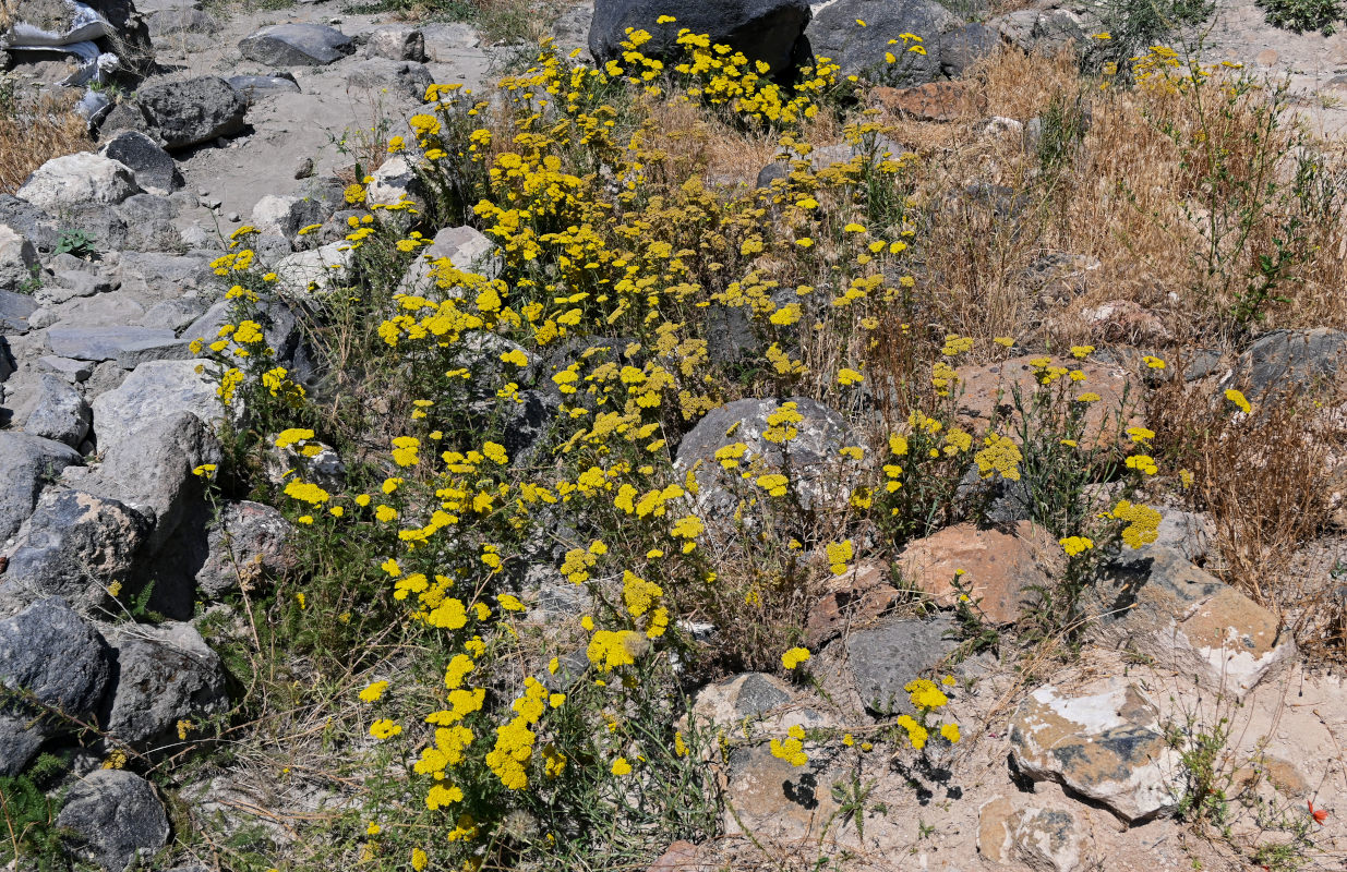 Image of Achillea arabica specimen.