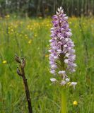 Orchis militaris. Соцветие и верхняя часть прошлогоднего сухого генеративного побега с плодами. Ульяновская обл., Новомалыклинский р-н, окр. с. Стар. Бесовка, долина р. Б. Черемшан, местами заболоченный поросший ивняком луг. 20.05.2023.