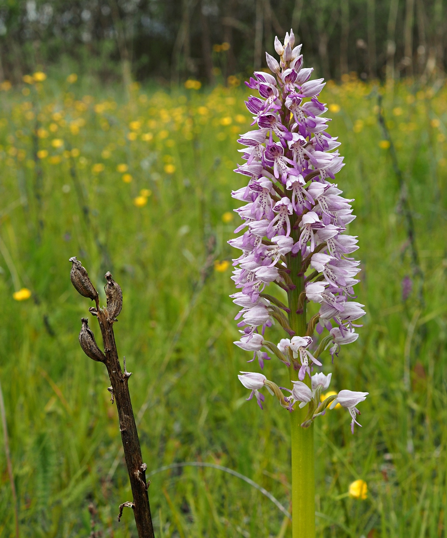 Image of Orchis militaris specimen.