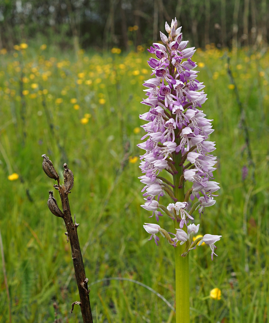 Изображение особи Orchis militaris.