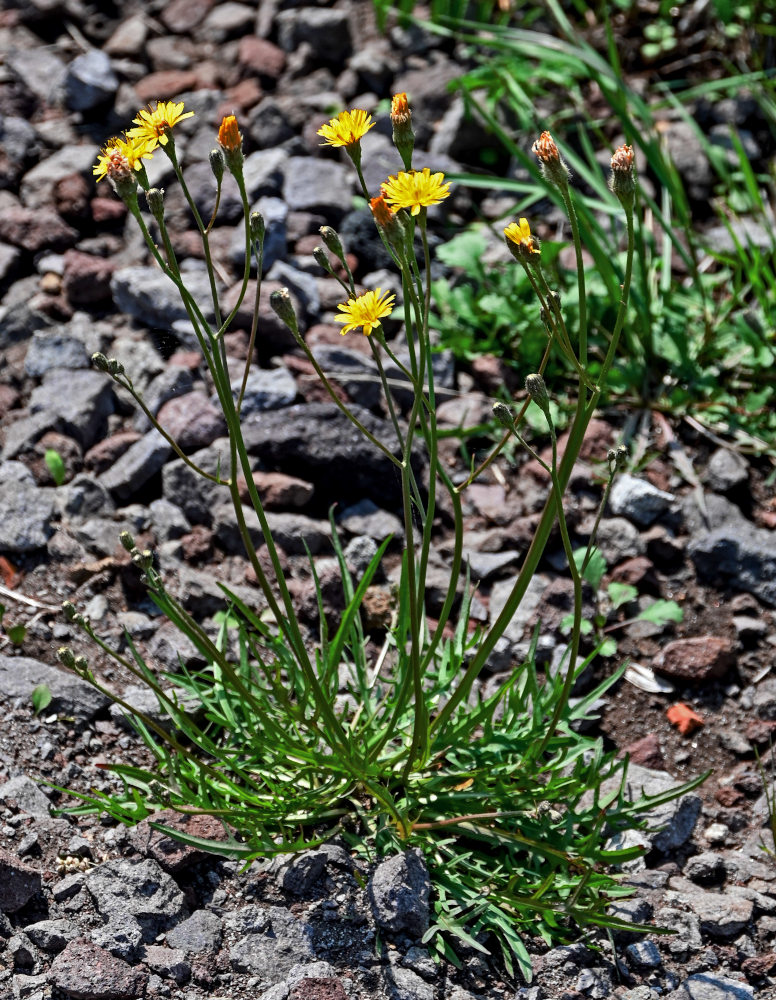 Изображение особи Scorzoneroides autumnalis.