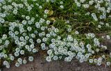 Lobularia maritima. Цветущие растения. Марокко, обл. Рабат - Сале - Кенитра, г. Рабат, скалистый участок побережья. 07.01.2023.