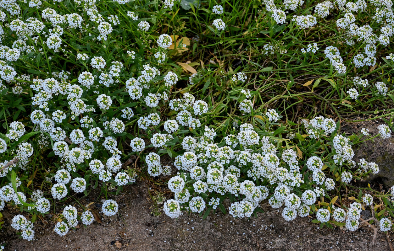 Image of Lobularia maritima specimen.