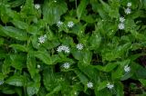 Stellaria bungeana. Верхушки цветущих растений. Красноярский край, Берёзовский р-н, национальный парк \"Красноярские Столбы\", Центральные Столбы, смешанный лес. 05.06.2022.