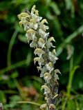 Pedicularis dolichorrhiza