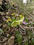 Helleborus caucasicus. Верхушка растения с зреющими плодами (рядом - соцветие Epimedium colchicum, на заднем плане - Primula vulgaris). Краснодарский край, г/о Сочи, Хостинский р-н, гора Бытха, восточный склон, широколиственный лес. 12.03.2024.