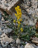 Corydalis gortschakovii. Цветущее растение. Киргизия, Ошская обл., Памир, Заалайский хр., долина руч. Разведывательный, ур. Луковая Поляна, ≈ 3800 м н.у.м., каменистый склон. 06.07.2022.