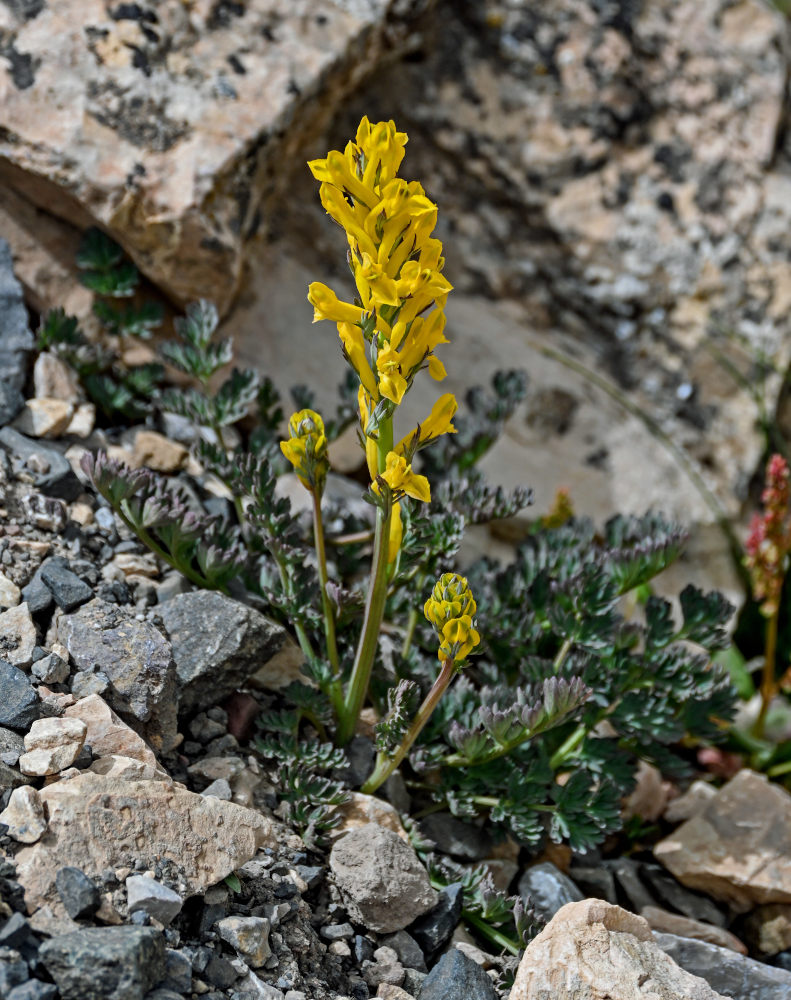 Image of Corydalis gortschakovii specimen.