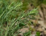 Galium tomentellum