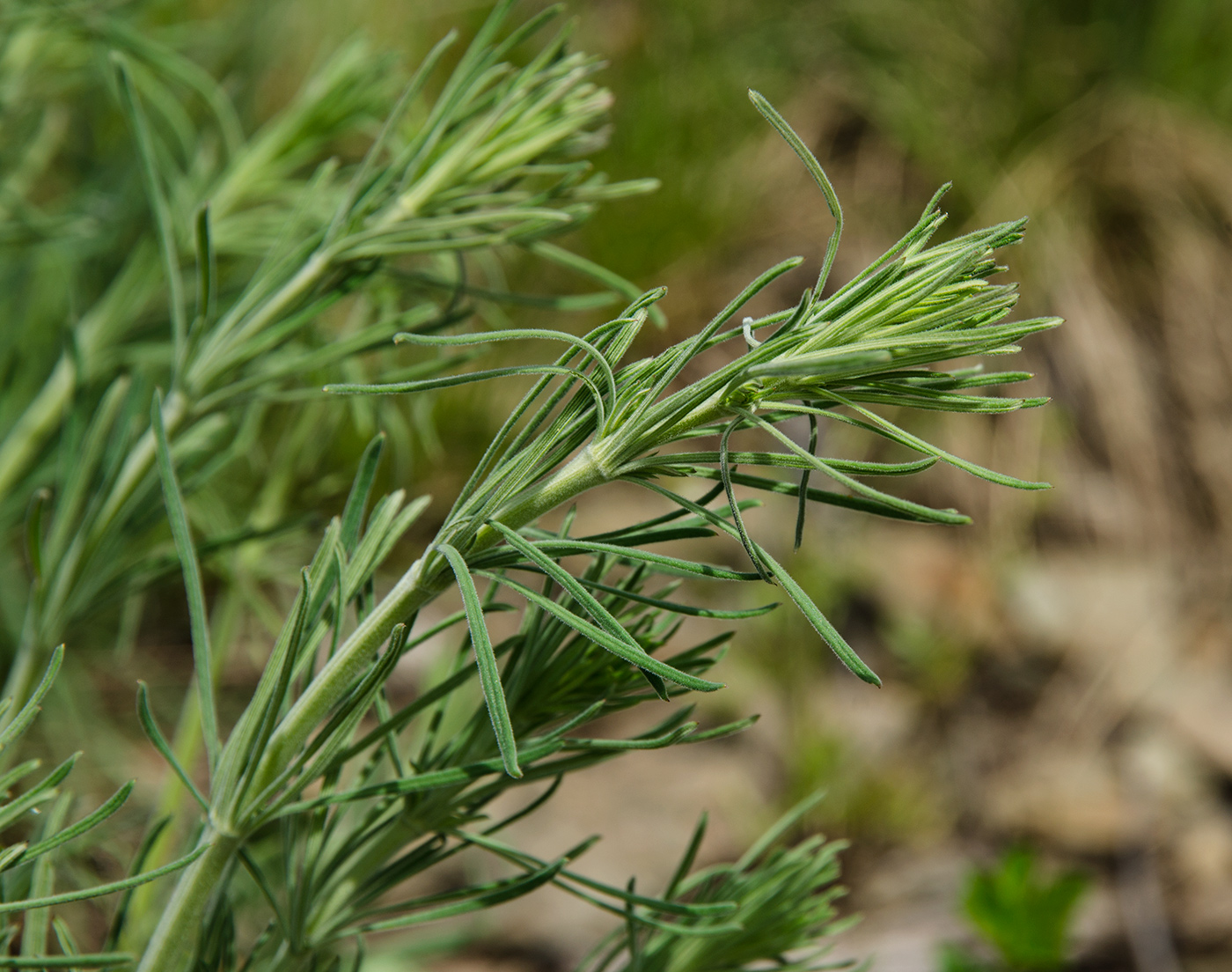Изображение особи Galium tomentellum.