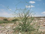 Seseli eriocephalum
