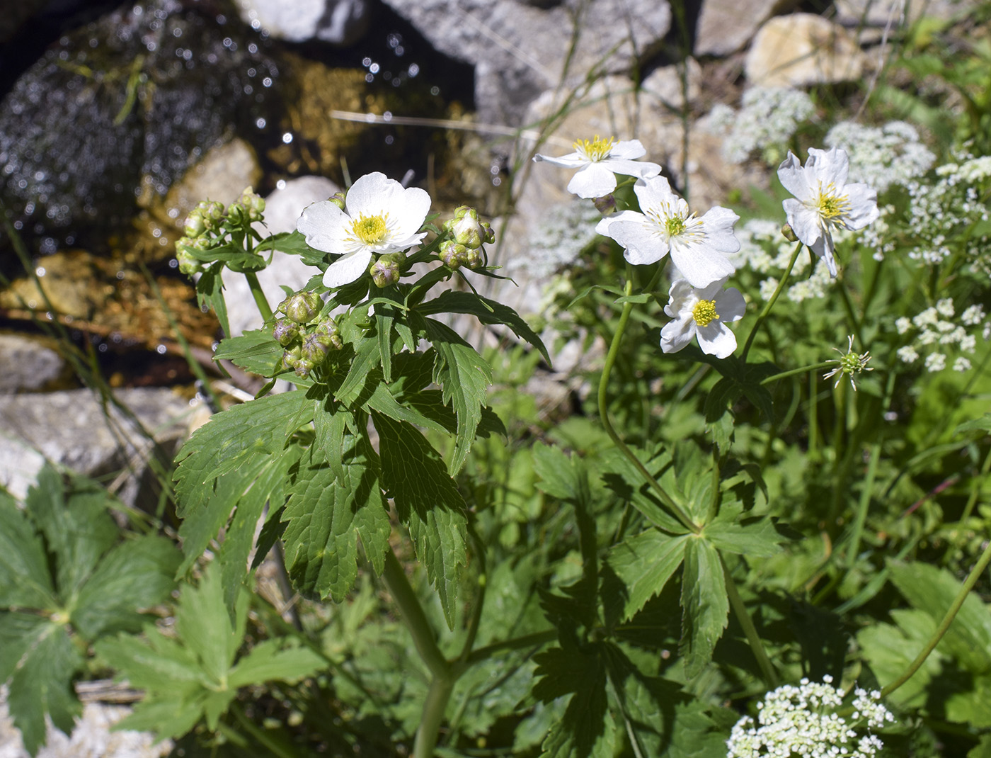 Image of Ranunculus platanifolius specimen.