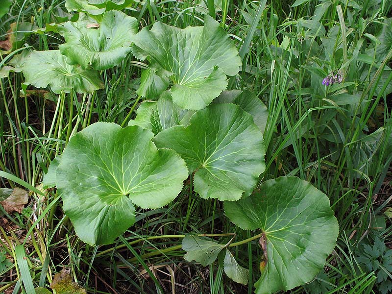 Изображение особи Caltha palustris.