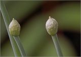 Allium cepa. Верхушки побегов с формирующимися соцветиями. Московская обл., Раменский р-н, окр. дер. Хрипань, садовый участок. 30.06.2024.