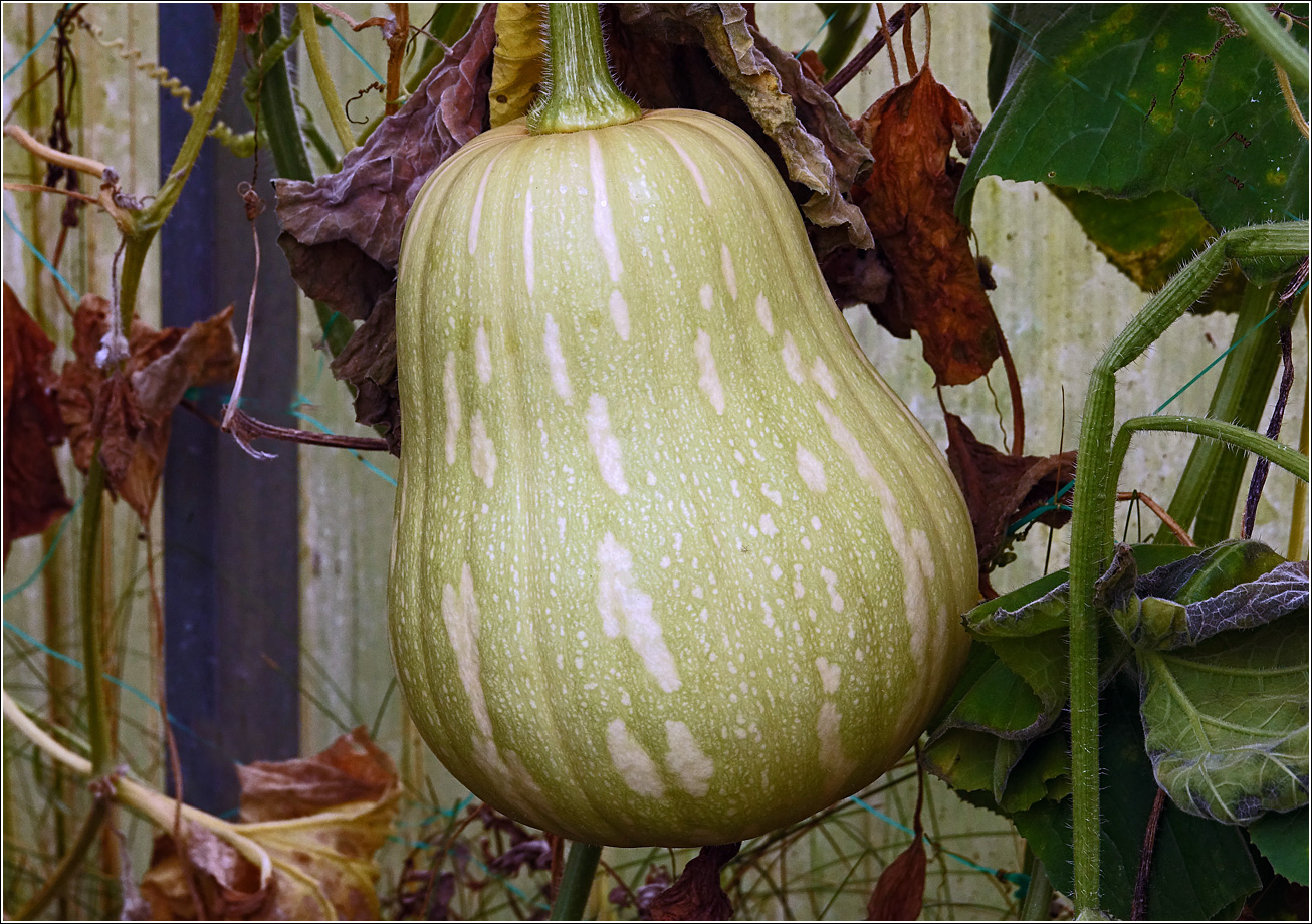 Image of Cucurbita pepo specimen.
