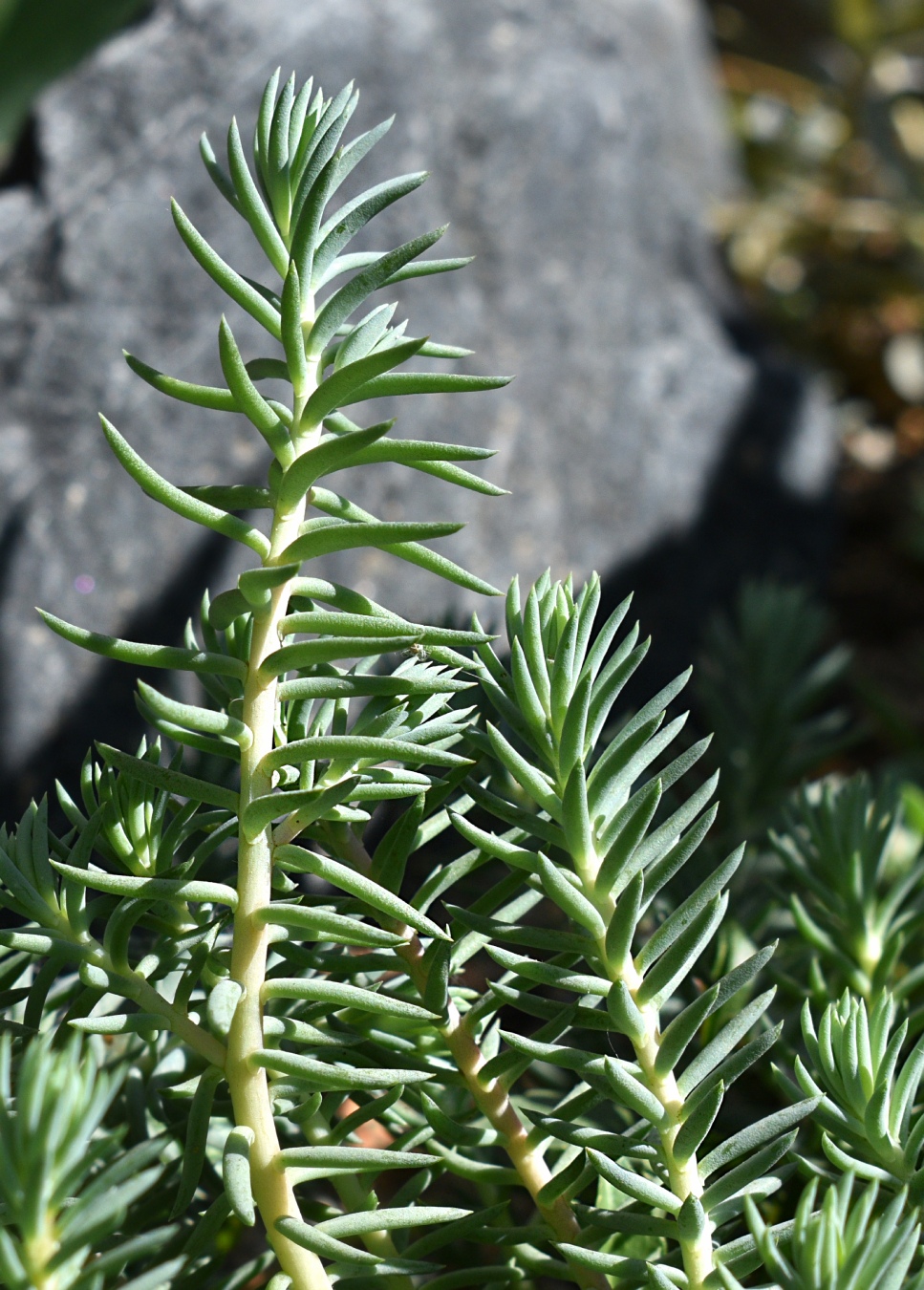 Изображение особи Sedum reflexum.