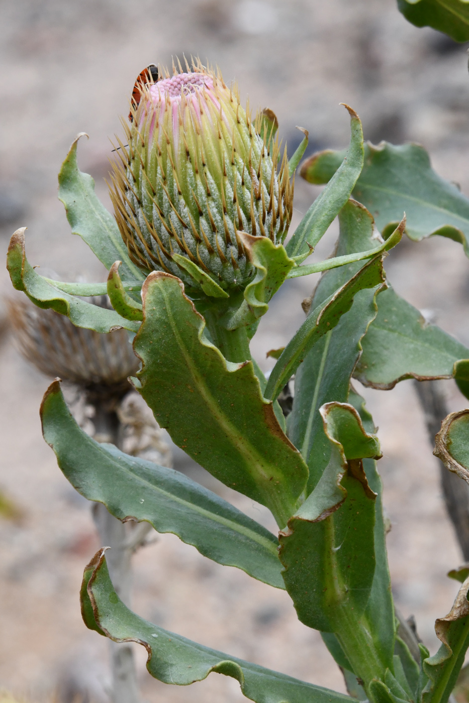 Image of Jurinea robusta specimen.