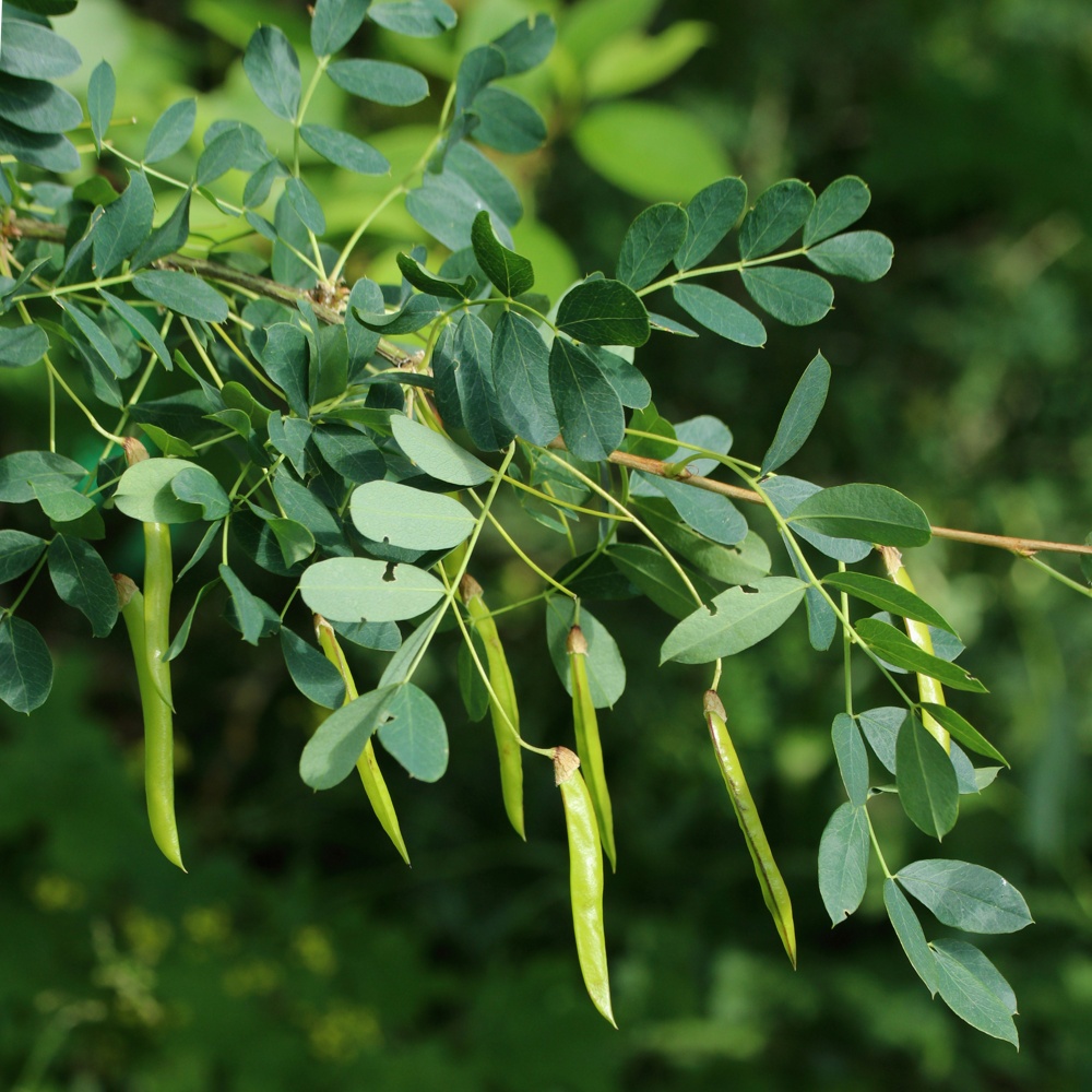Image of Caragana arborescens specimen.