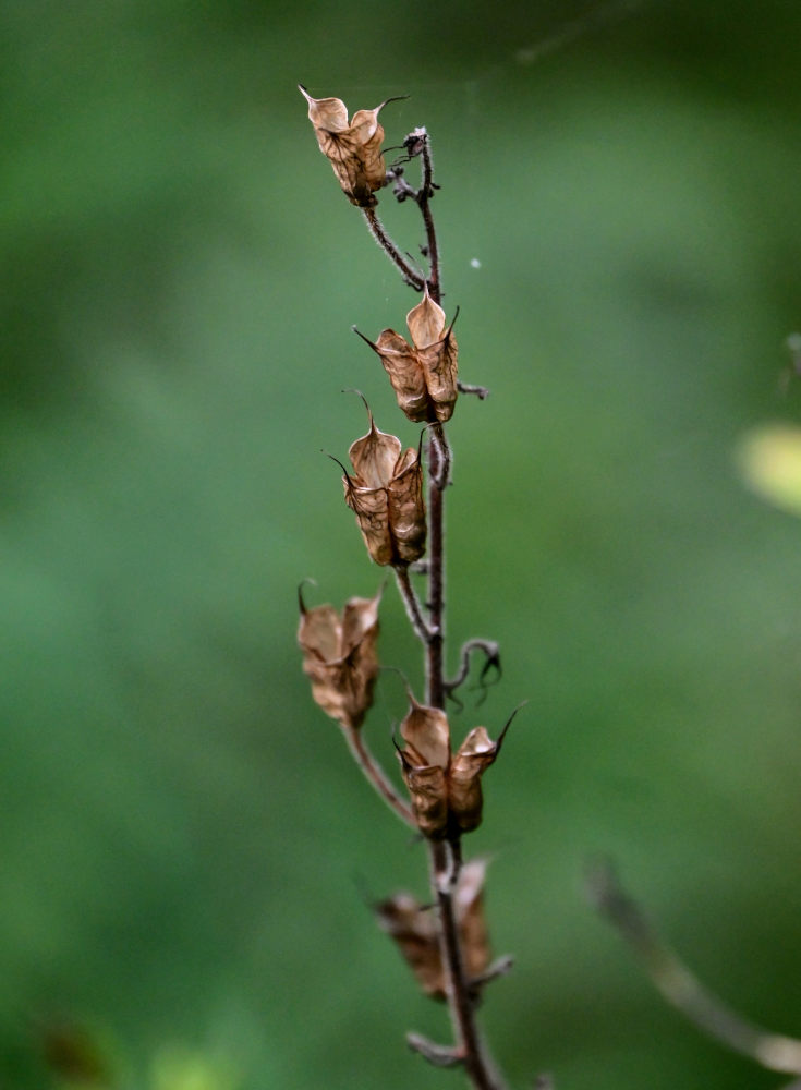 Image of Aconitum septentrionale specimen.