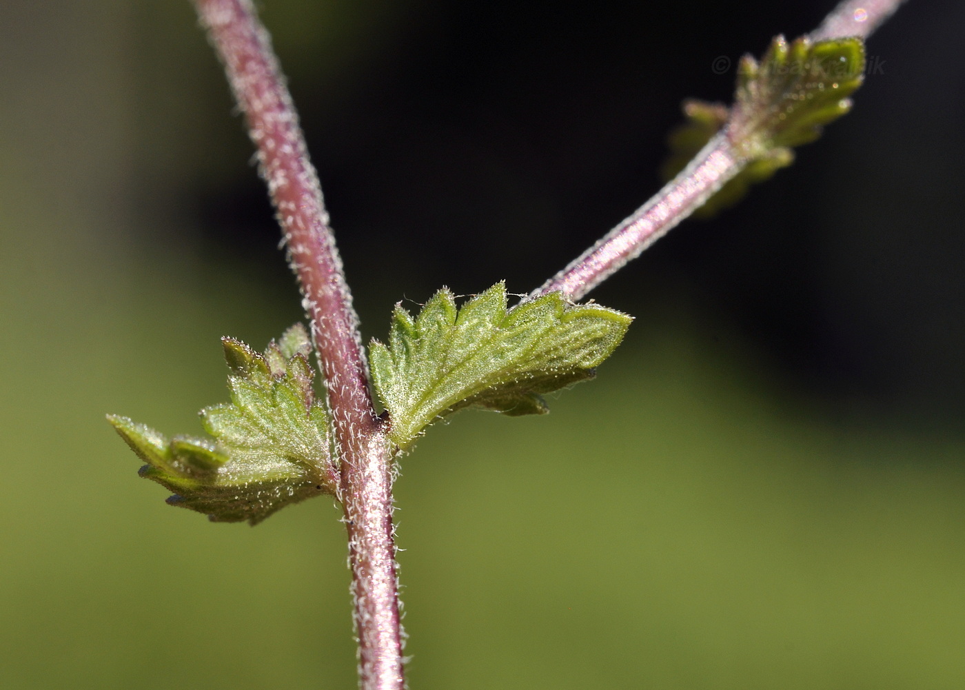 Image of genus Euphrasia specimen.