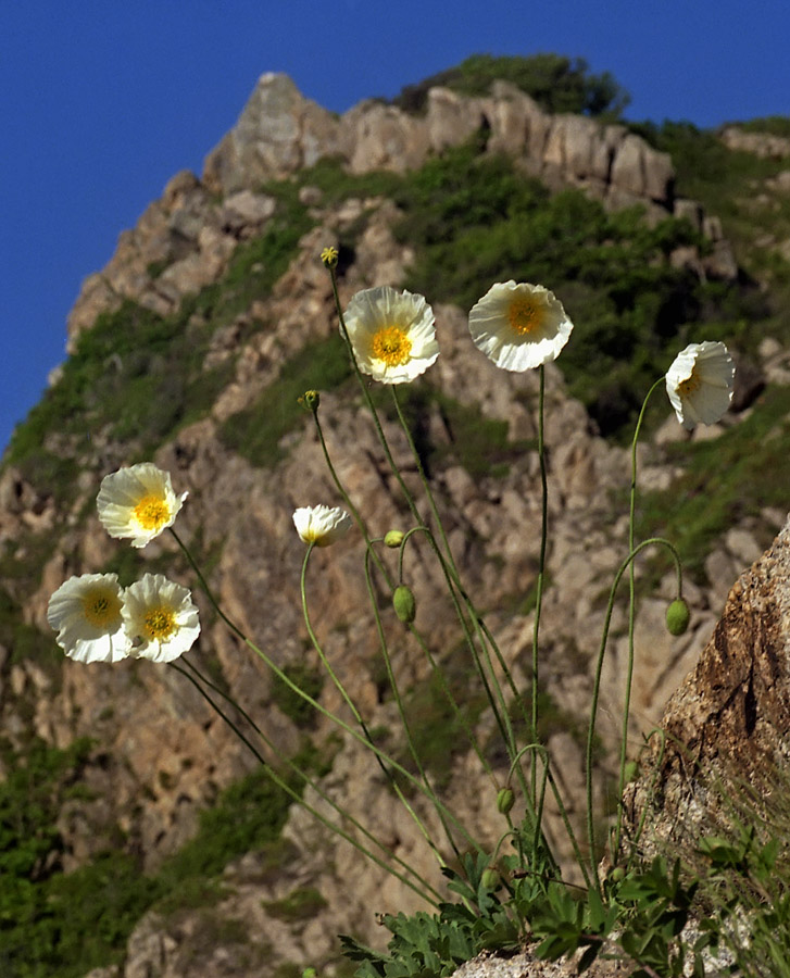 Изображение особи Papaver amurense.