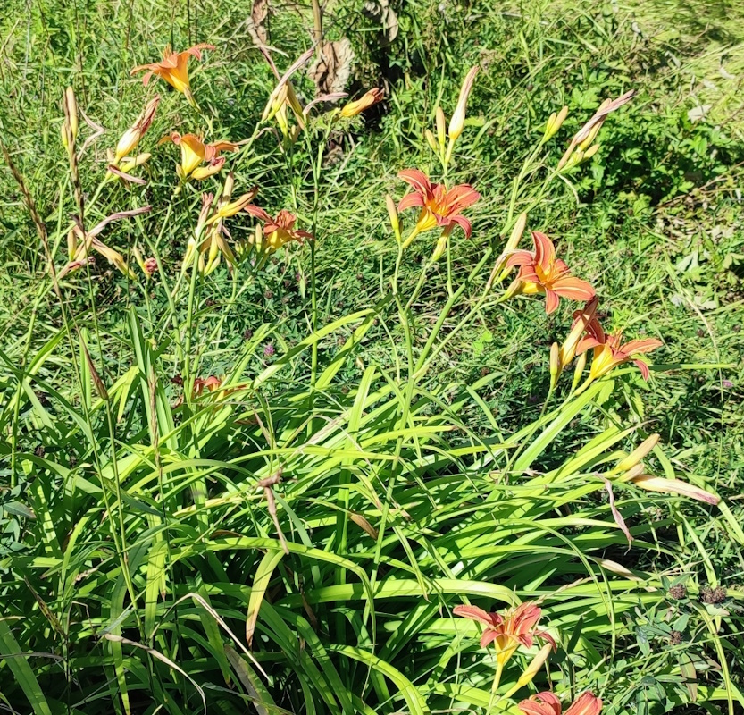 Изображение особи Hemerocallis fulva.