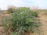 Zosima absinthifolia. Зацветающее растение. Казахстан, Туркестанская обл., Сузакский р-н, окр. пос. Кызымшек (Степной), Западная Бетпак-Дала, глинистая полынная пустыня. 12 апреля 2025 г.