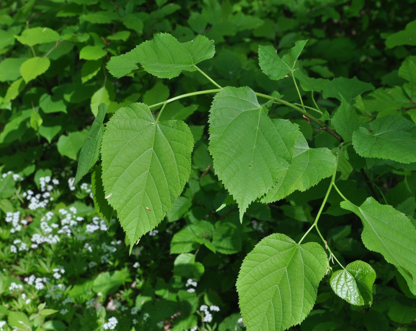 Image of Tilia begoniifolia specimen.