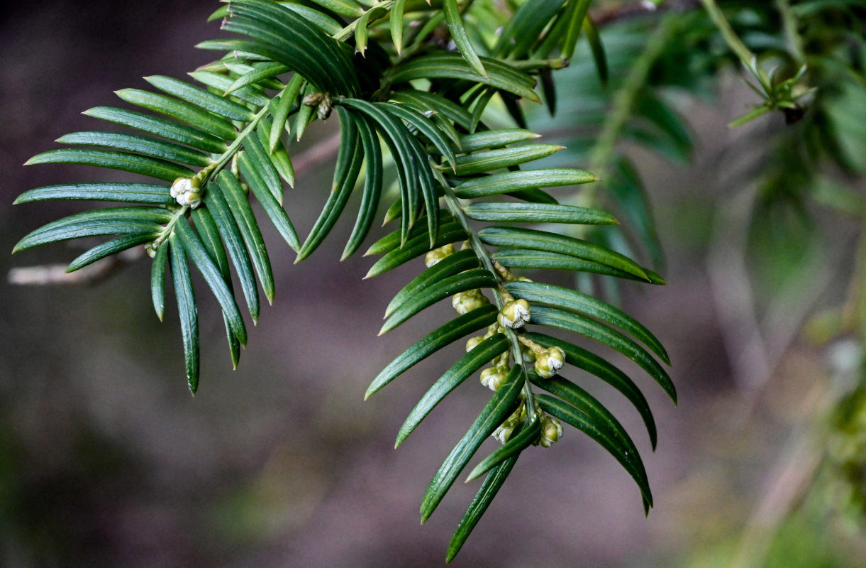 Image of Cephalotaxus harringtonia specimen.