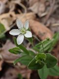 Moehringia lateriflora. Верхушка цветущего побега. Хабаровский край, г. Комсомольск-на-Амуре, Амурлитмашевские сопки, край смешанного леса. 11.05.2025.