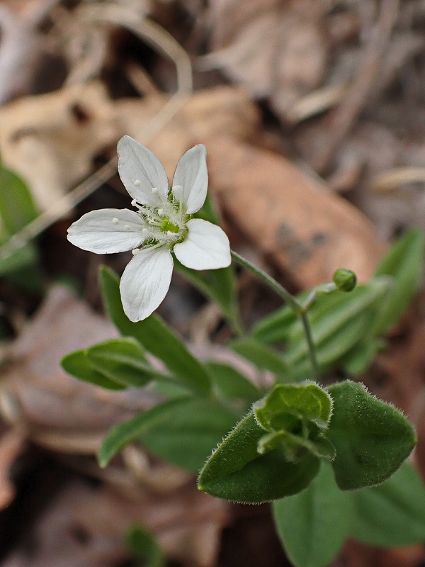 Image of Moehringia lateriflora specimen.