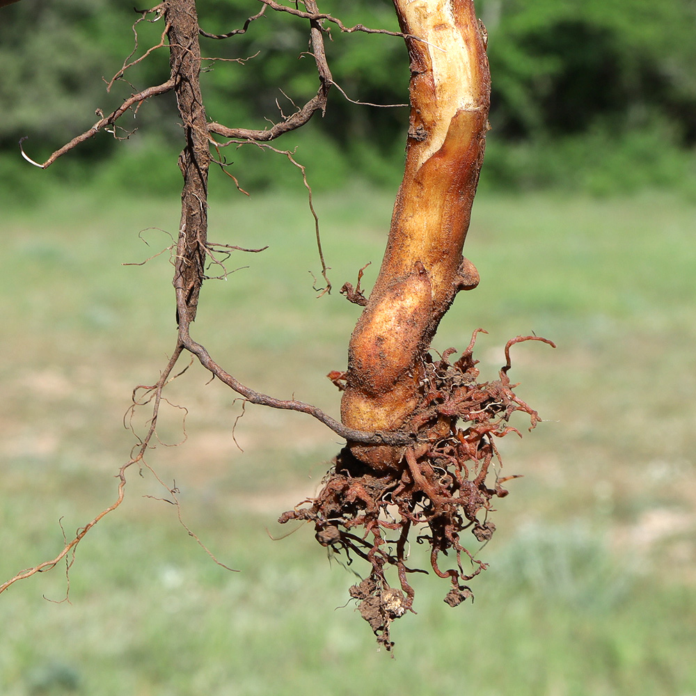 Изображение особи Orobanche callieri.
