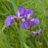 Iris setosa
