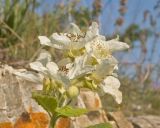 род Rubus