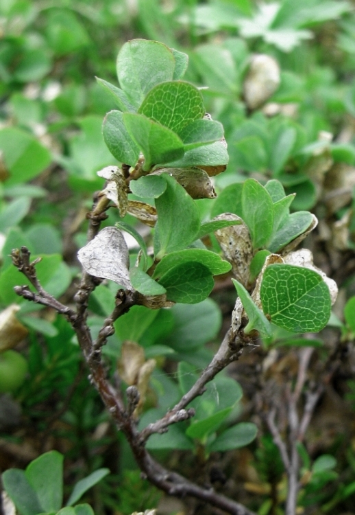 Изображение особи Vaccinium vulcanorum.