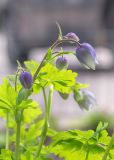Aquilegia glandulosa