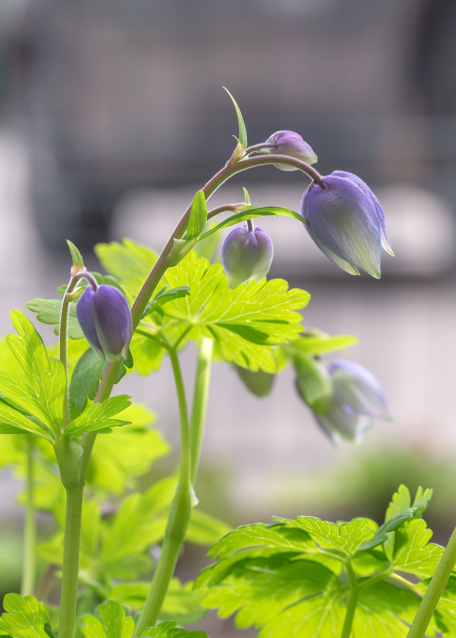 Image of Aquilegia glandulosa specimen.