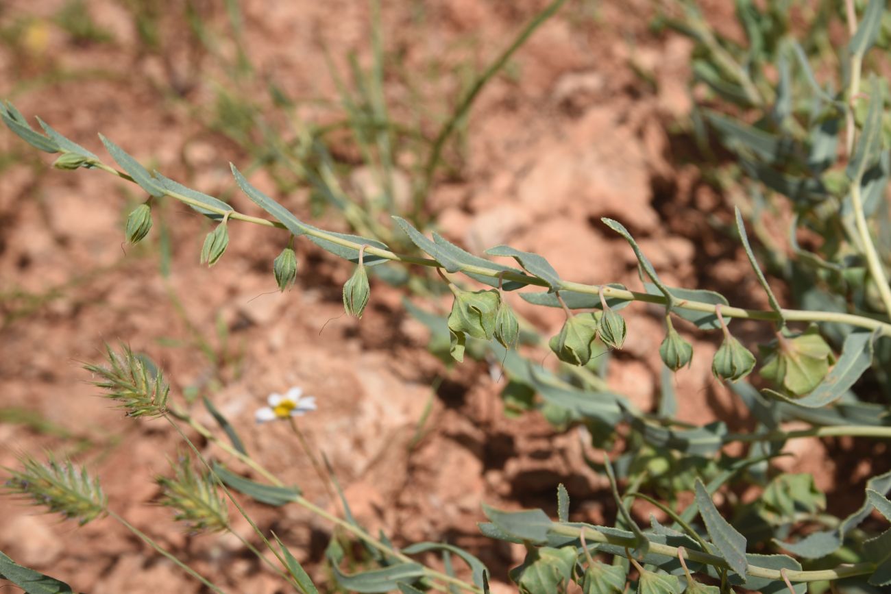 Изображение особи Caccinia macranthera.