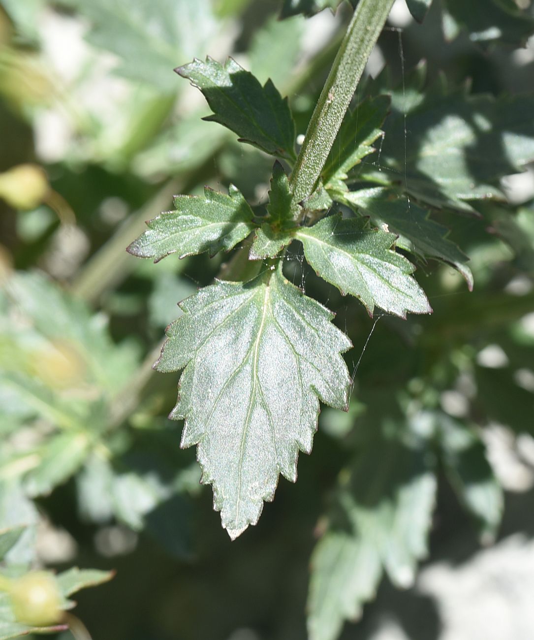 Изображение особи род Scrophularia.