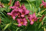 Hemerocallis × hybrida
