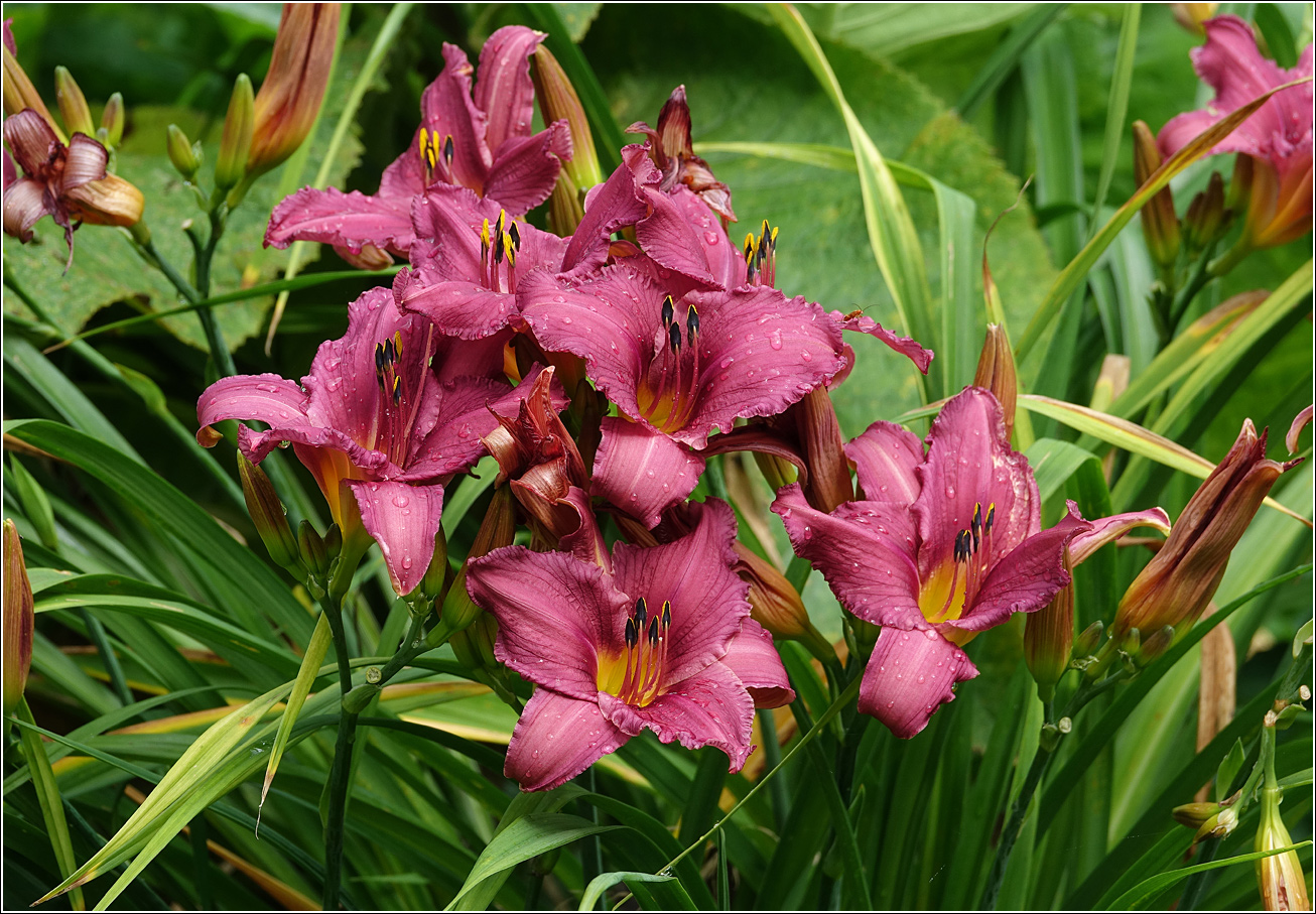 Image of Hemerocallis &times; hybrida specimen.