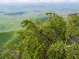 Juniperus oblonga. Ветви с шишкоягодами. Карачаево-Черкесия, Зеленчукский р-н, гора Джангур, ≈ 1500 м н.у.м., кромка известнякового обрыва. 04.06.2025.