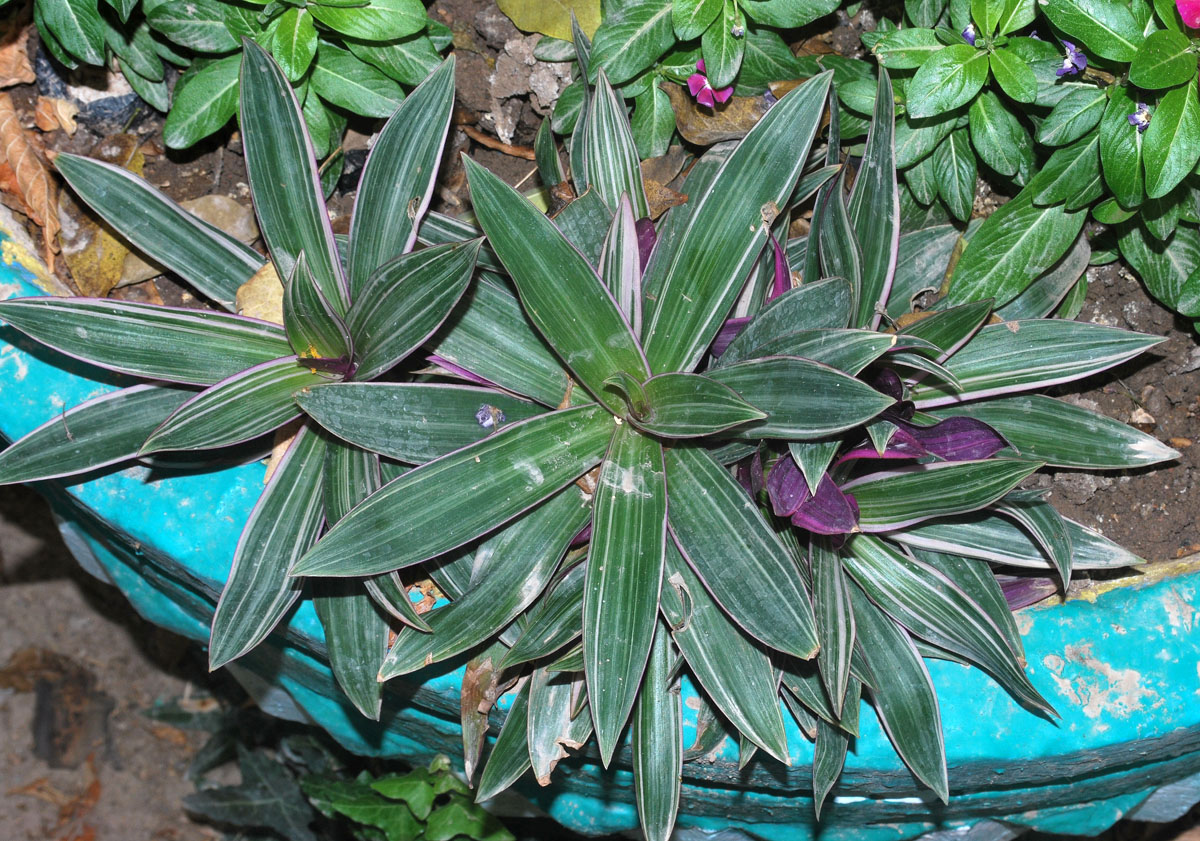 Image of Rhoeo spathacea specimen.