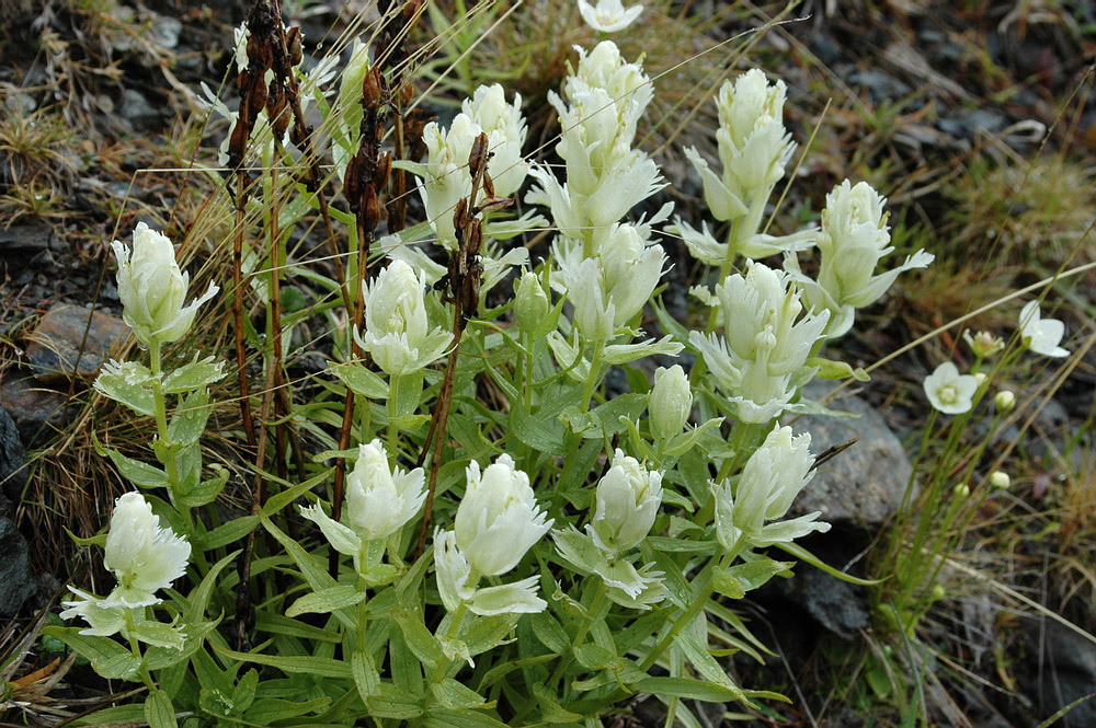 Изображение особи Castilleja hyparctica.