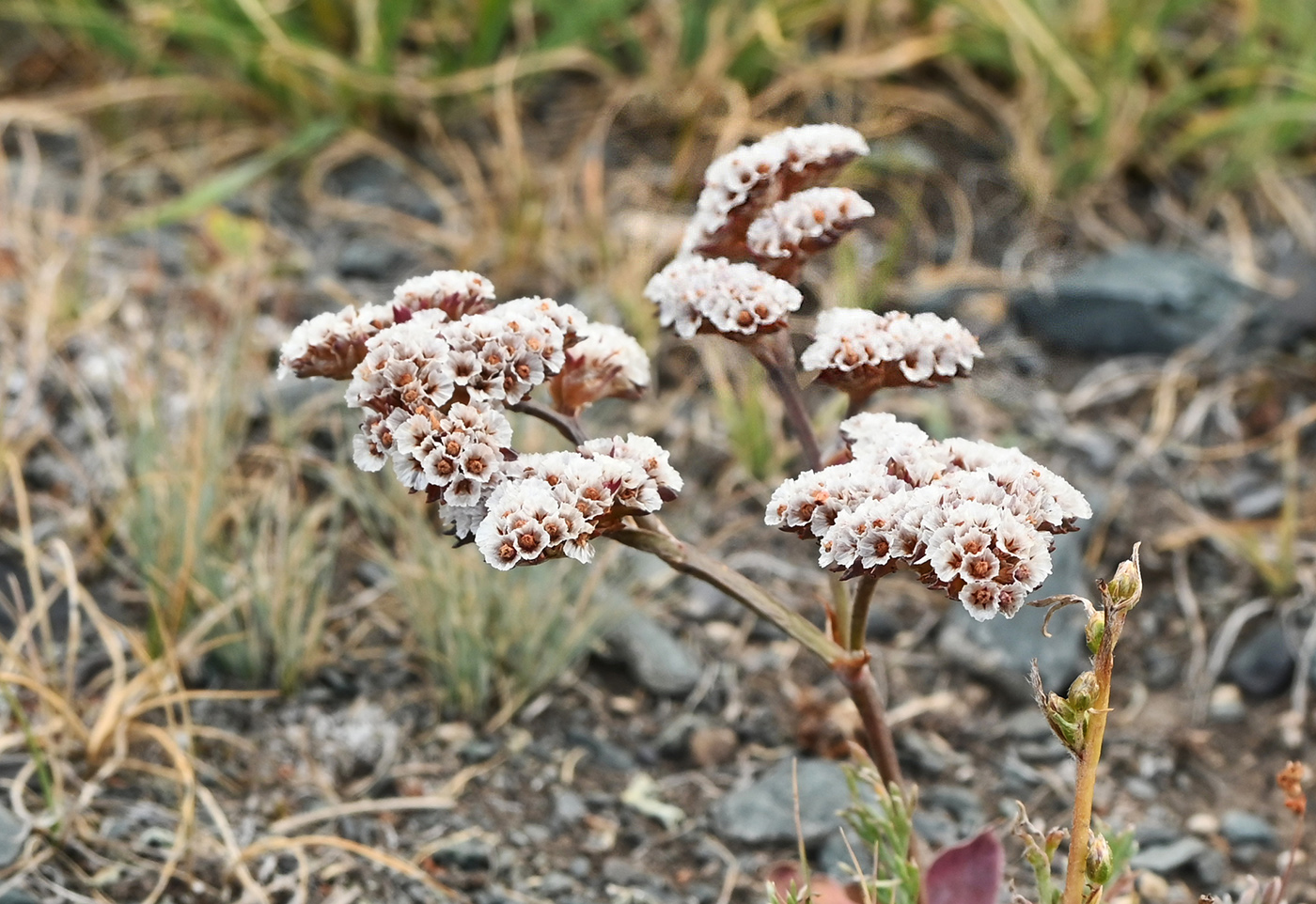 Изображение особи Goniolimon speciosum.