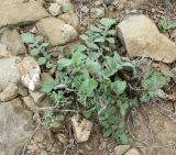 Изображение особи. Автор - Александр Павленко