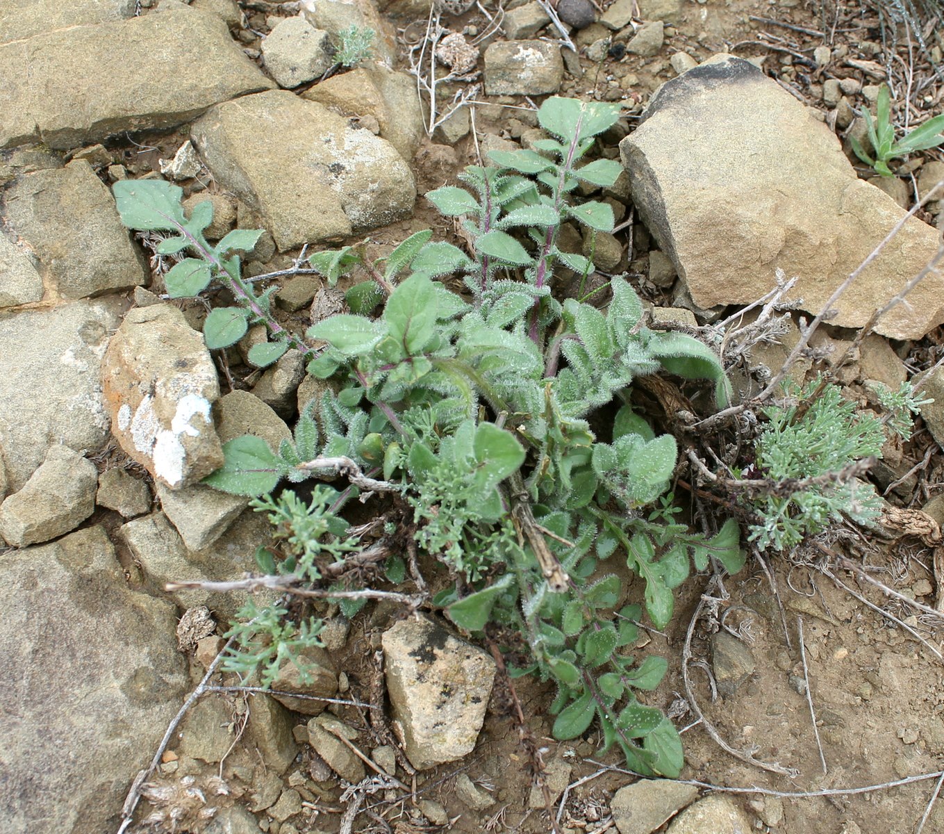 Изображение особи Centaurea sintenisiana.