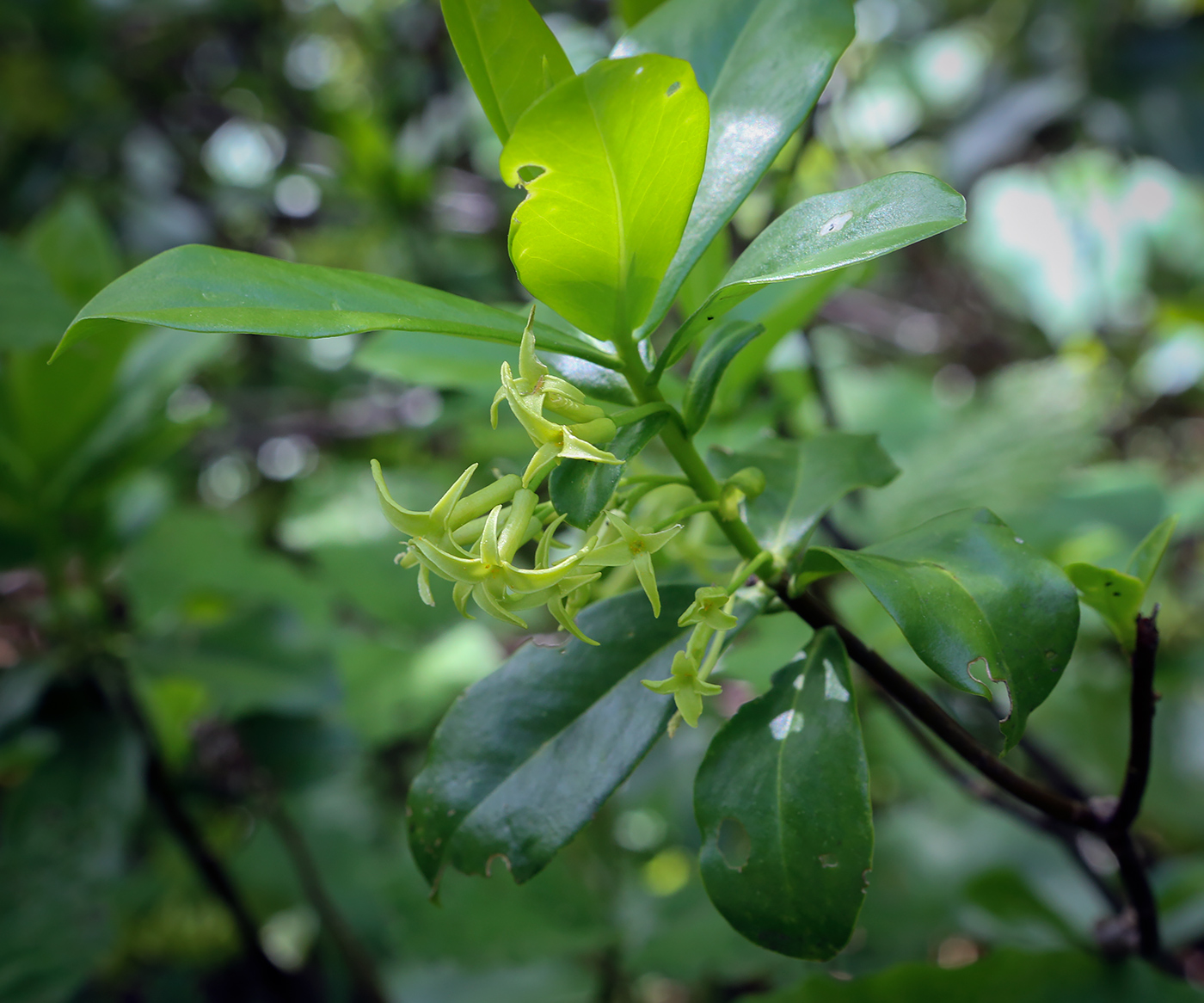 Изображение особи Daphne pontica.