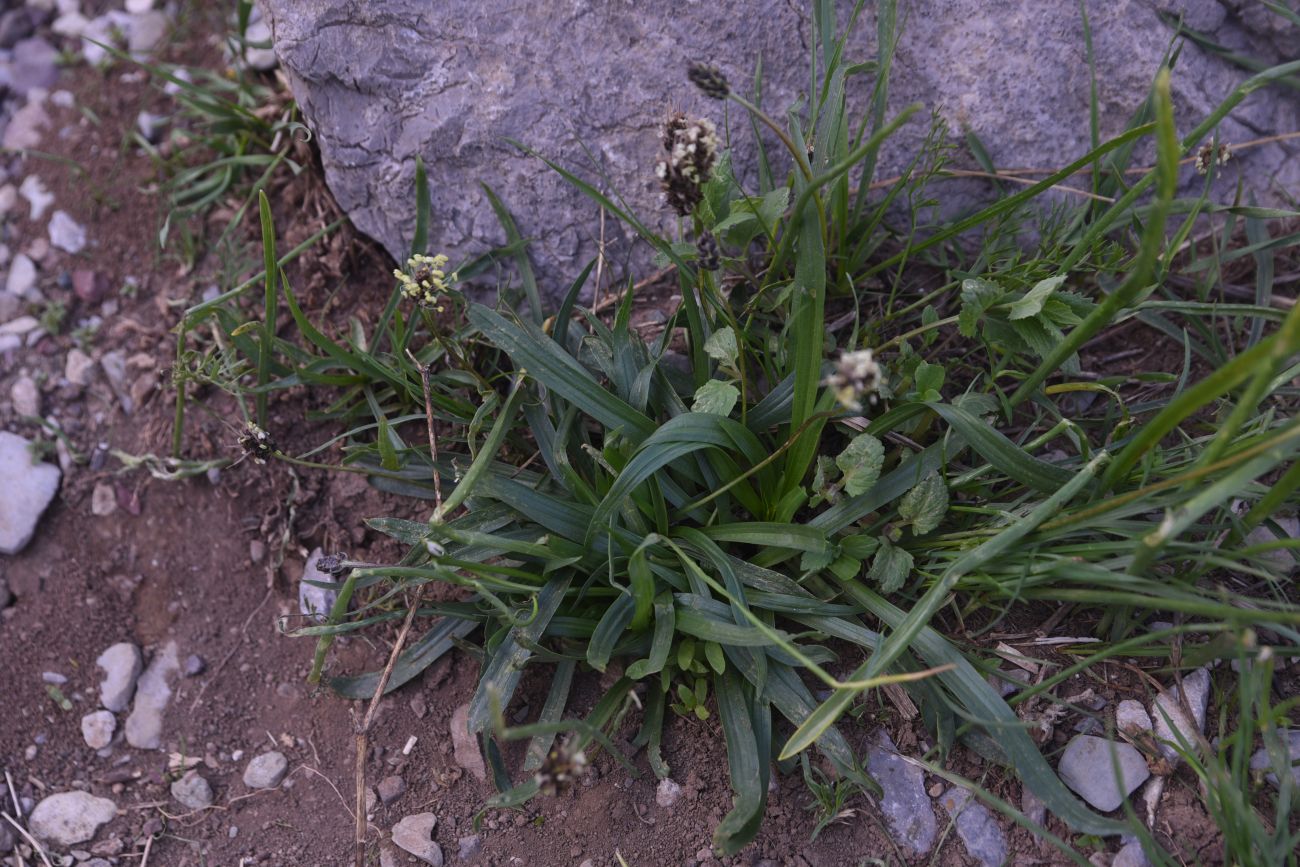 Изображение особи Plantago atrata.